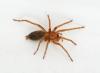 Drassodes sp.